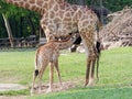 Newborn or baby giraffe drinks milk in close up in a zoo show love and motherhood