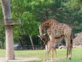 Newborn or baby giraffe drinks milk while mom cuddles her calf in a zoo show love and motherhood