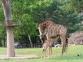 Newborn or baby giraffe drinks milk while mom cuddles her calf in a zoo show love and motherhood