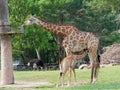 Newborn or baby giraffe drinks milk while mom eats grass in a zoo show love and motherhood