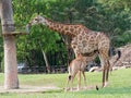 Newborn or baby giraffe drinks milk while mom eats grass in a zoo show love and motherhood