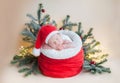 Newborn baby in a gnome`s crimson hat in Santa`s bag, around Christmas tree twigs and Christmas balls Royalty Free Stock Photo