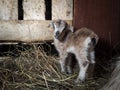Newborn baby goat Royalty Free Stock Photo