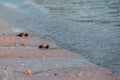 Newborn baby green golfina turtle approaching sea Royalty Free Stock Photo