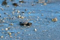 Newborn baby green golfina turtle approaching sea Royalty Free Stock Photo