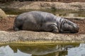 Newborn baby hippo relaxing near water pool