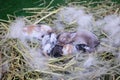 Newborn baby holland lop bunny in nest with mommy fur and dry grass. Group of baby rabbit are moving and sleeping around nest.