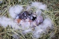 Newborn baby holland lop bunny in nest with mommy fur and dry grass. Group of baby rabbit are moving and sleeping around nest.