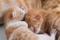 Newborn baby kittens drinking milk from their mom breast Royalty Free Stock Photo