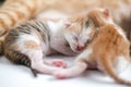 Newborn baby kittens drinking milk from their mom breast Royalty Free Stock Photo