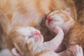 Newborn baby kittens drinking milk from their mom breast Royalty Free Stock Photo