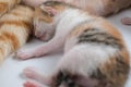 Newborn baby kittens drinking milk from their mom breast Royalty Free Stock Photo