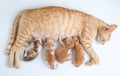 Newborn baby kittens drinking milk from their mom breast Royalty Free Stock Photo