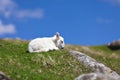 Newborn baby lamb rests on grass Royalty Free Stock Photo