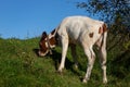 Newborn baby longhorn calf exploring the grasslands Royalty Free Stock Photo