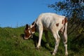 Newborn baby longhorn calf exploring the grasslands Royalty Free Stock Photo