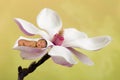 Newborn baby in magnolia flower Royalty Free Stock Photo