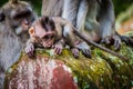 A newborn baby monkey learns to crawl