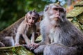 A newborn baby monkey poses with his mother