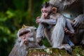 A newborn baby monkey snuggles mom for warmth