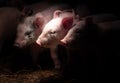 Newborn baby pigs in the straw nest