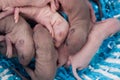 Newborn baby rats lie in a blue basket. Mouse children sleep sweetly.