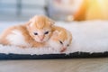 Newborn baby red cat sleeping on funny pose. Group of small cute ginger kitten. Domestic animal. Sleep and cozy nap time Royalty Free Stock Photo
