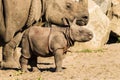A newborn baby Rhino with mother at the zoo. Royalty Free Stock Photo