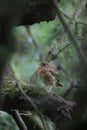 Baby robin hides in the woods