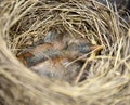 Newborn Baby Robins Royalty Free Stock Photo
