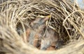 Newborn Baby Robins Royalty Free Stock Photo