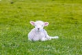 Newborn baby sheep on green gras Royalty Free Stock Photo