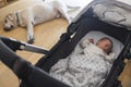 Newborn baby sleeps in the stroller next to the family pet at home