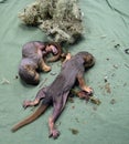 Newborn baby squirrels