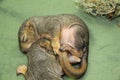 Newborn baby squirrels
