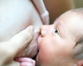 Newborn baby sucks breast Royalty Free Stock Photo