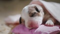 Newborn baby sweetly sleeps in his bed Royalty Free Stock Photo