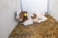 newborn baby veal in farm Royalty Free Stock Photo