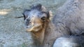 Camel calf, just after birth