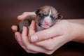 Newborn basenji puppy (first day)