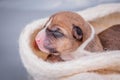 Newborn basenji puppy (first day)