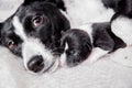 Newborn basenji puppy with mother