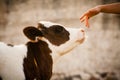 Newborn beautiful calf cow smelling a woman hand