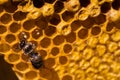 Newborn bee on honeycomb Royalty Free Stock Photo