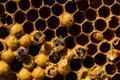 Newborn bee on honeycomb Royalty Free Stock Photo