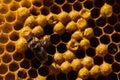 Newborn bee on honeycomb Royalty Free Stock Photo