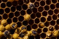 Newborn bee on honeycomb Royalty Free Stock Photo