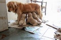 Newborn beige golden retriever puppies