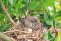Newborn bird hatched from the egg and the one egg in bird`s nest on tree branch in the nature Royalty Free Stock Photo