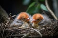 newborn birds sleeping in their nest, surrounded by twigs and feathers